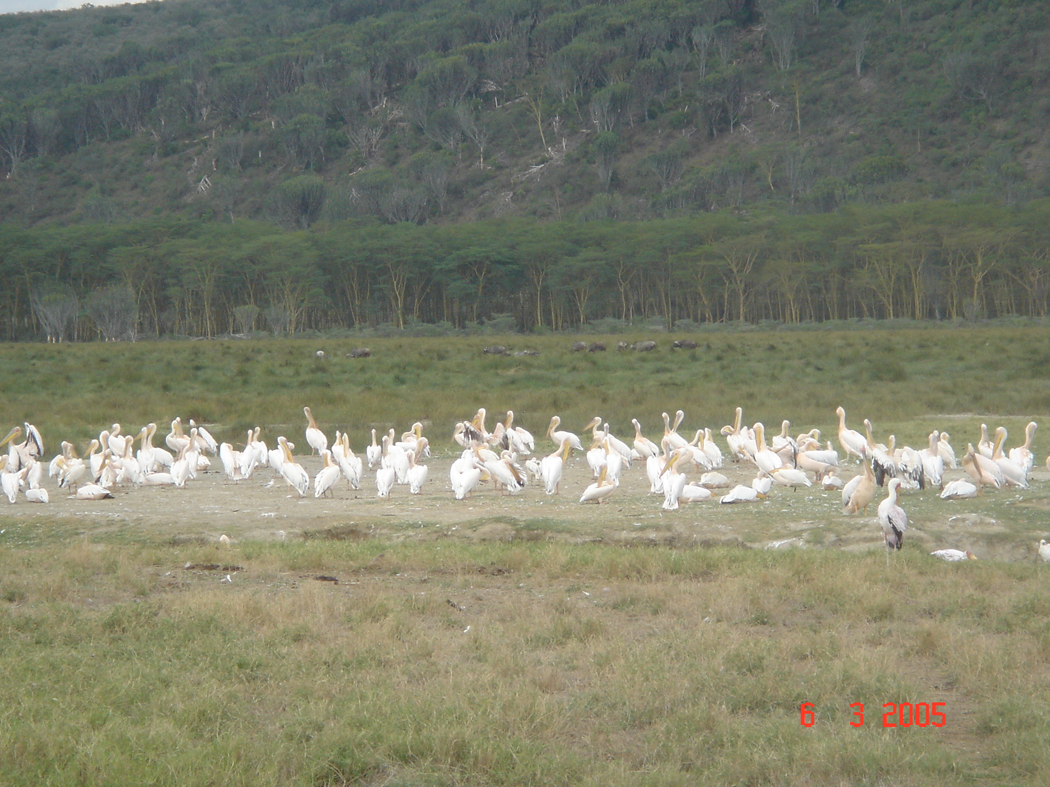 Lake_Naguru_Flamingo